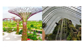 7.12以后 滨海湾花园  云雾林+擎天树观景台 或者 OCBC走道 成人票 Cloud Forest  + SuperTree Observatory OR ocbc skyway成人票 ADULT