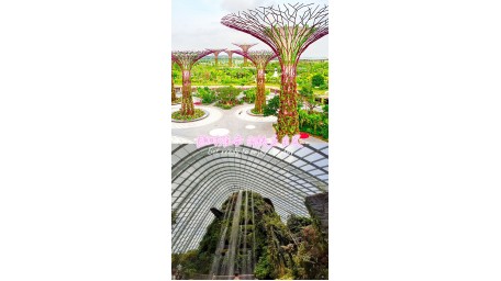 7.12以后 滨海湾花园  云雾林+擎天树观景台或者 ocbc走道  儿童票  Cloud Forest  + SuperTree Observatory OR ocbc skyway  儿童票 Child 