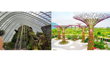 7.12以后 滨海湾花园  云雾林+擎天树观景台或者 ocbc走道  儿童票  Cloud Forest  + SuperTree Observatory OR ocbc skyway  儿童票 Child 